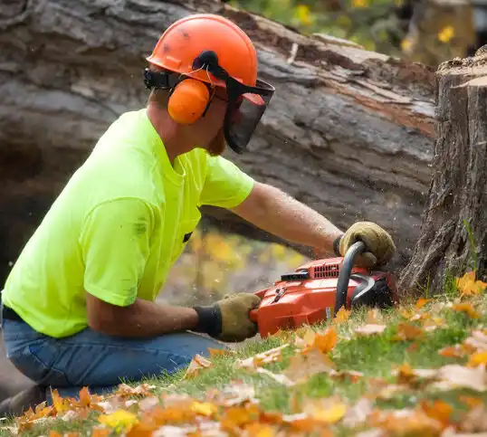 tree services Gulfport